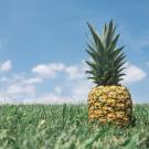 pineapple field