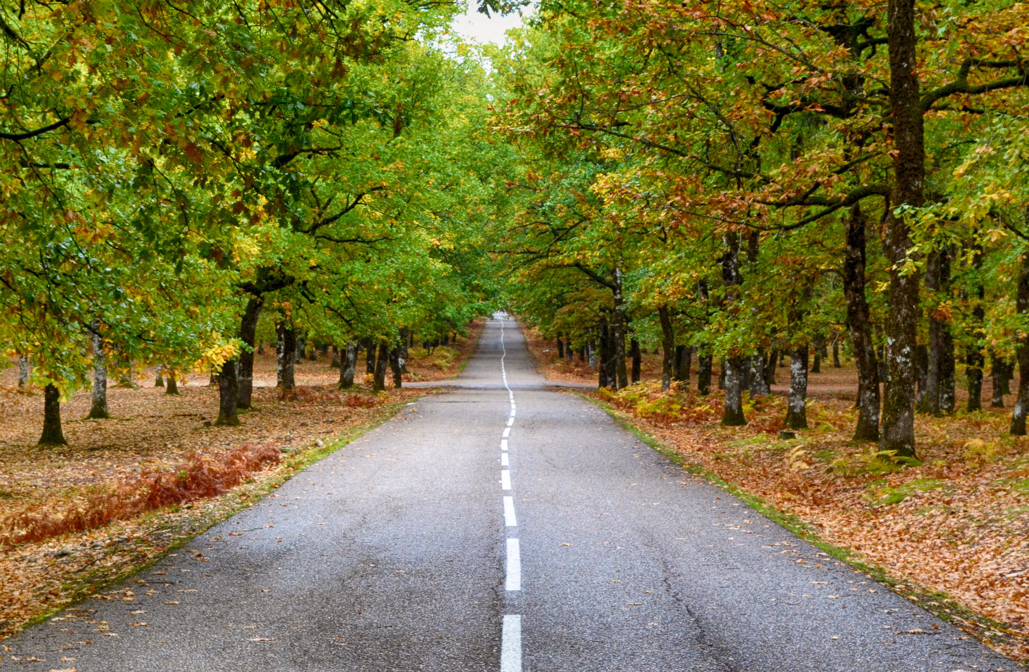 Fall road