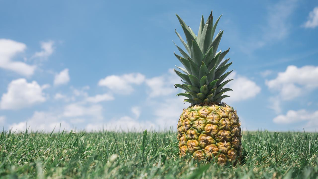 pineapple field