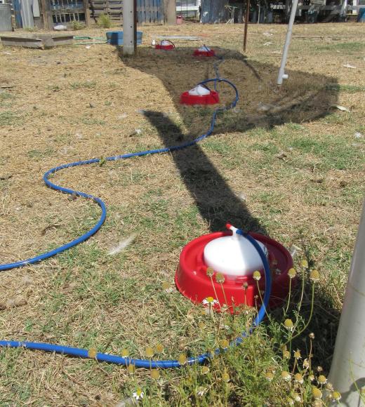 Chicken Waterer 