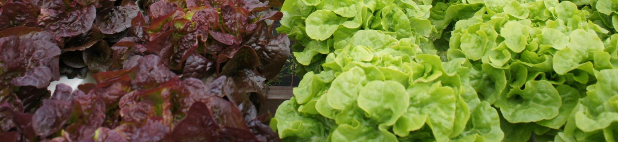 Lettuce field of green and purple lettuce