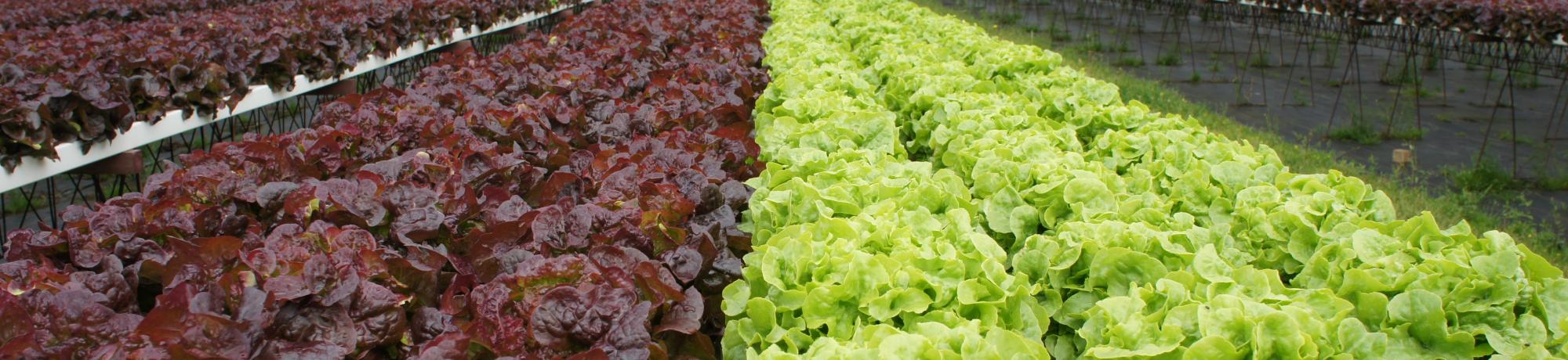 Lettuce field of green and purple lettuce
