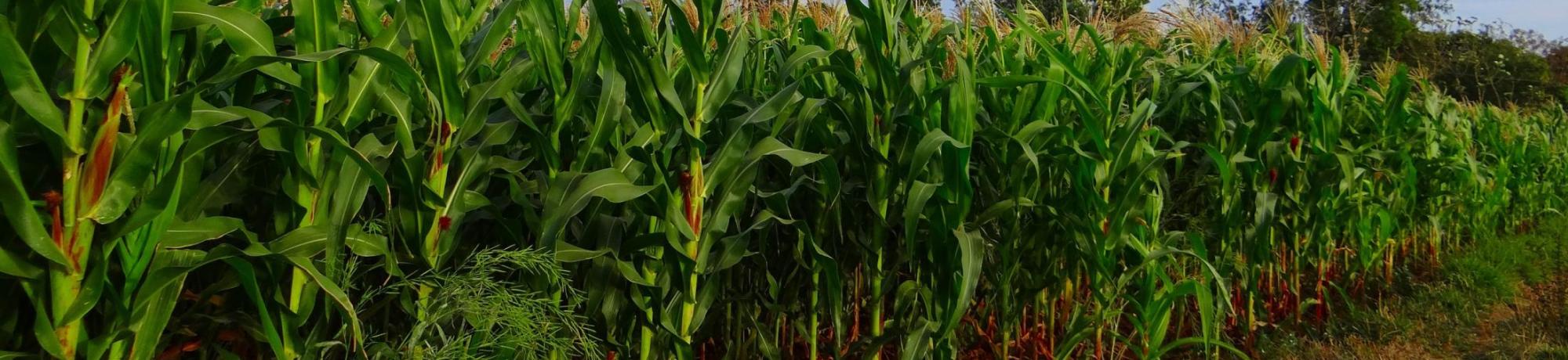 Corn Field