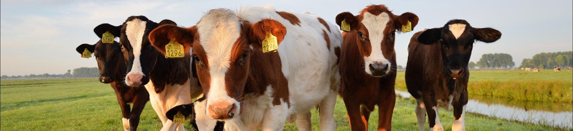 Five cows on a field 