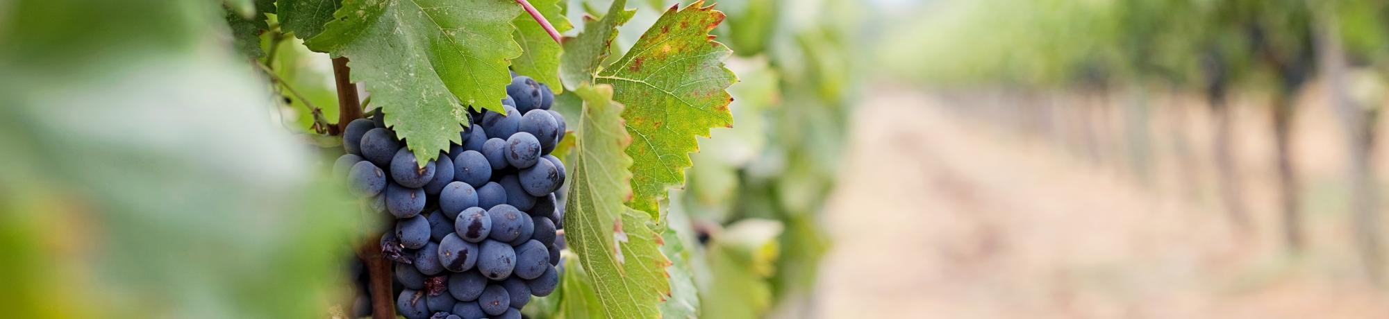 Grapevine in vineyard 