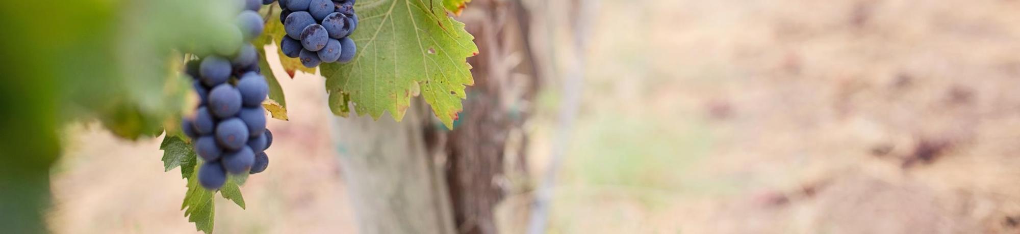 Grapevine in vineyard 
