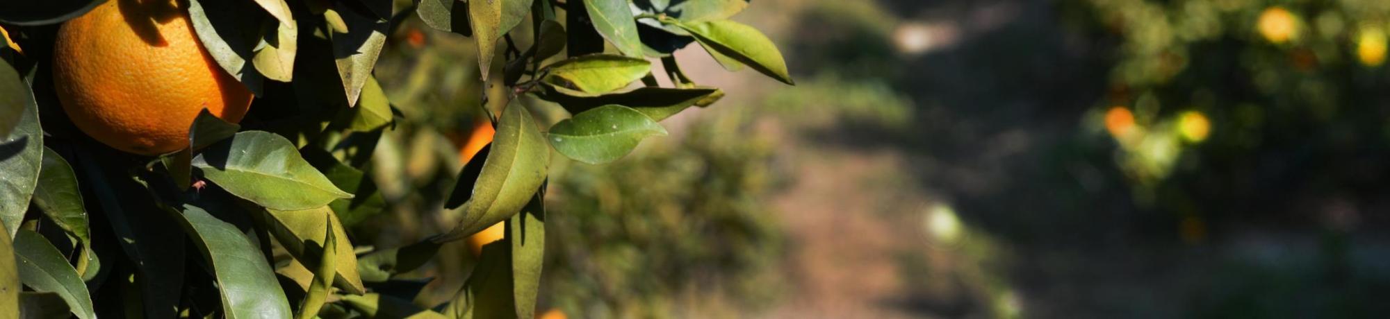 Orange Tree