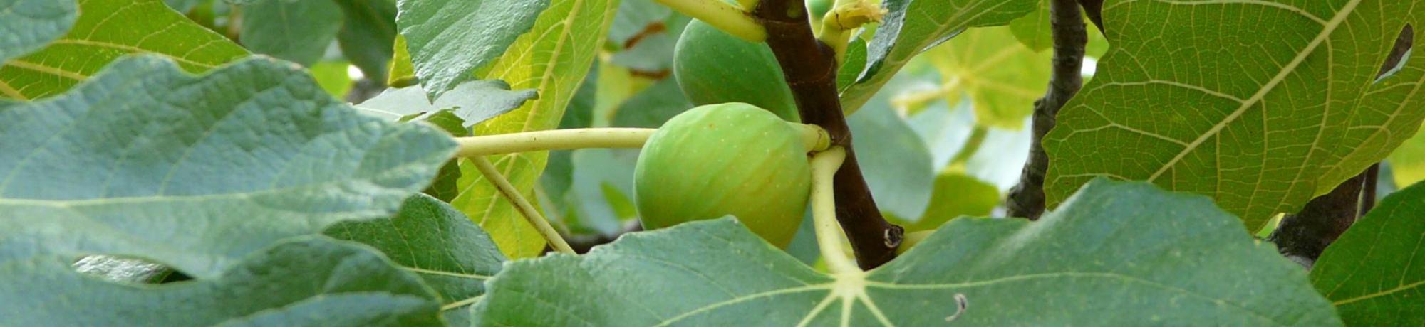 Fig Tree