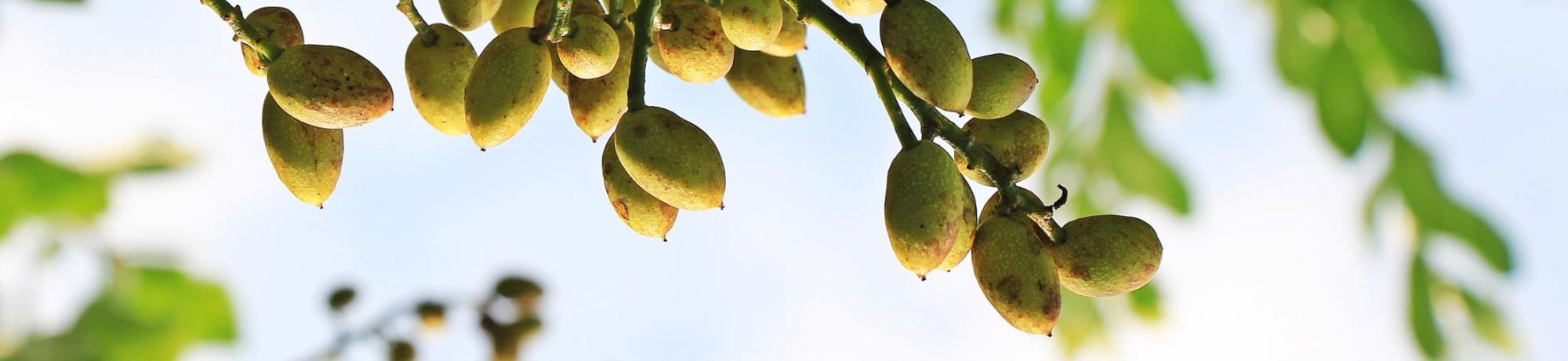 Pistachios