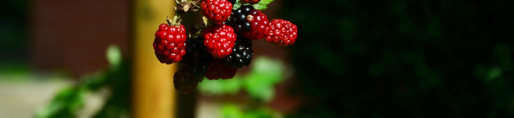 Berries