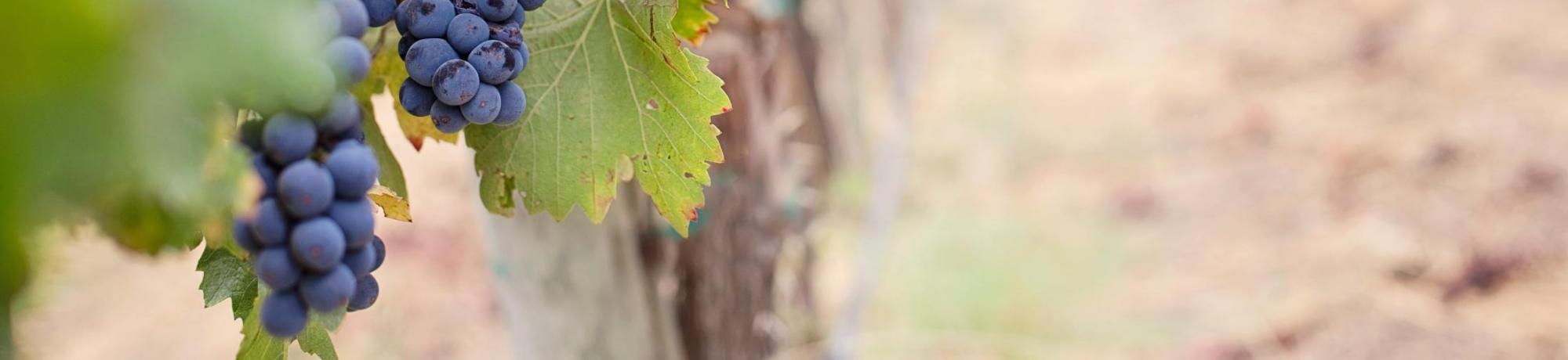 Grapevine 