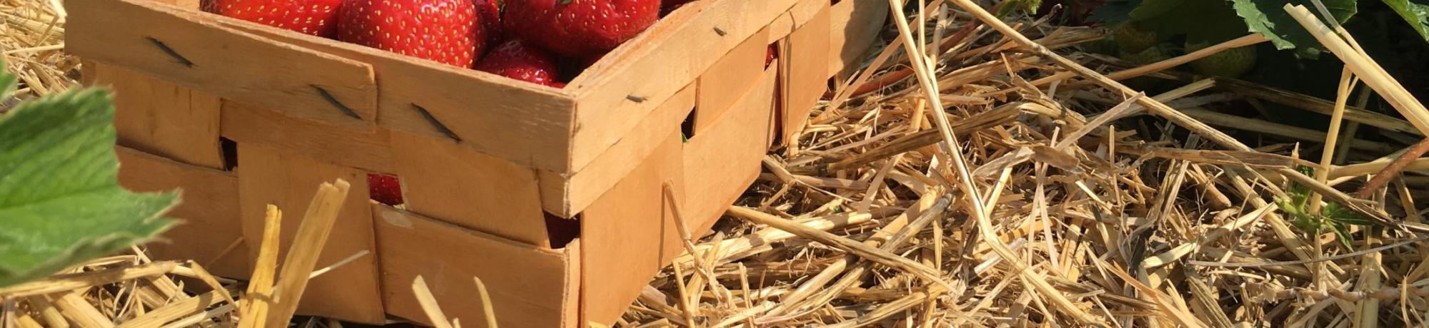 Strawberry Basket