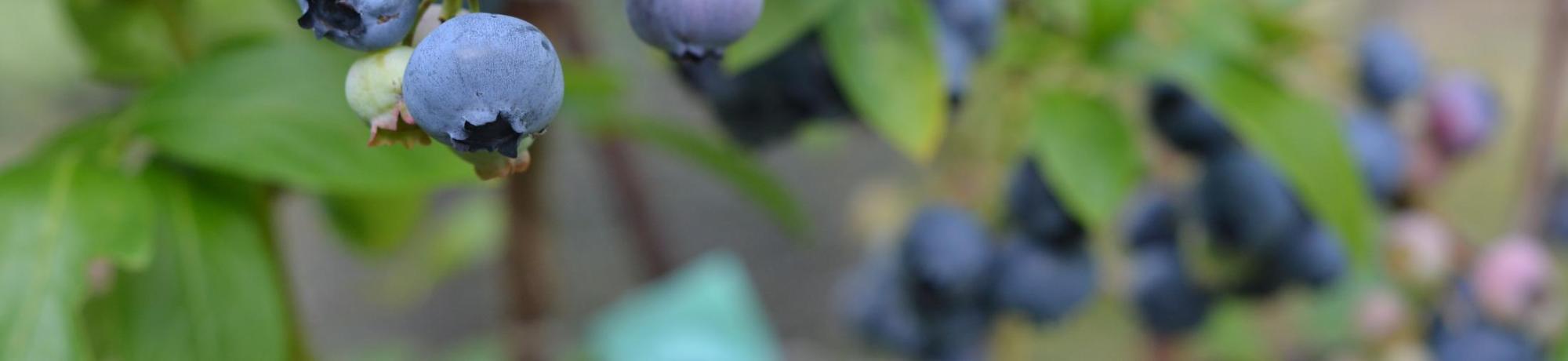 Berries on Branch