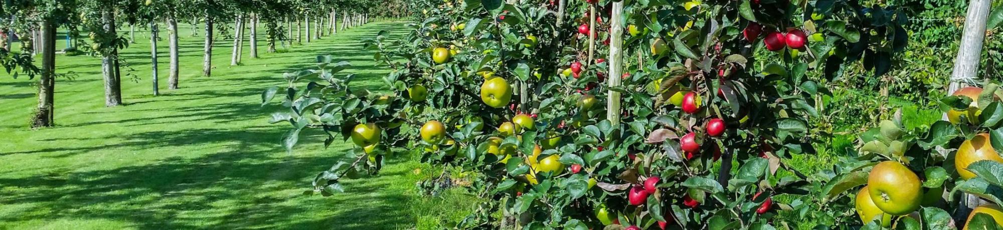 Apple Orchard