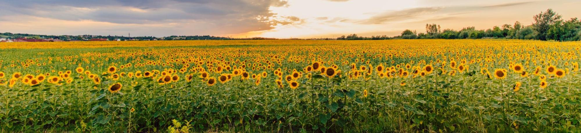 Sunflower Field