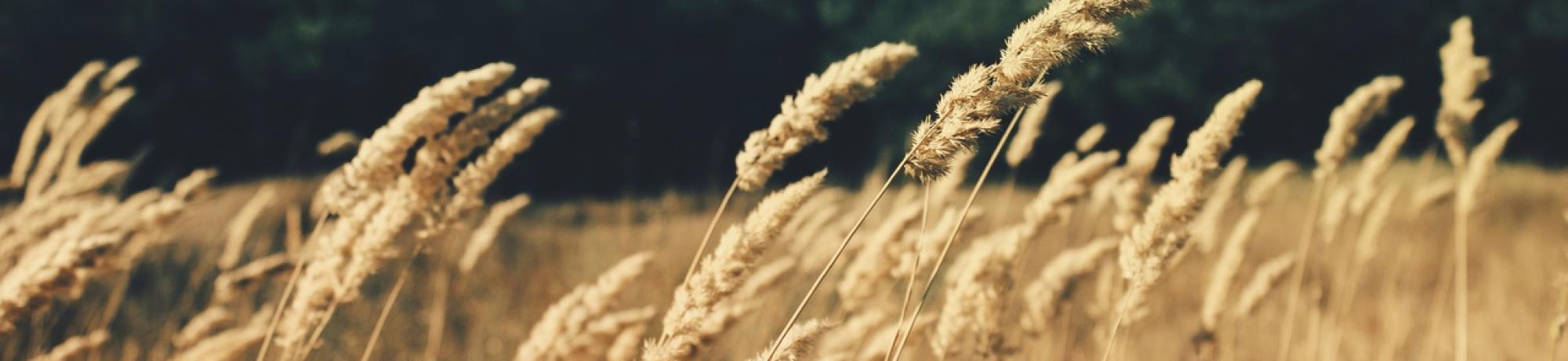 field-wheat